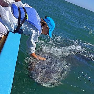 nautistyles petting a gray whale calf in mexico