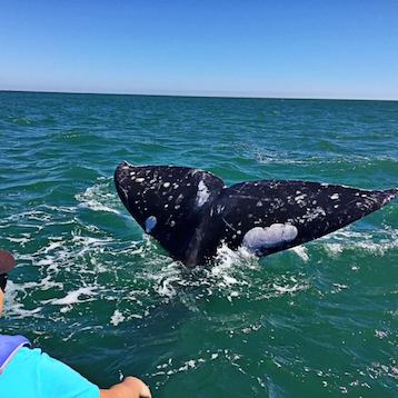 gray whale tale fluke with barnacles in baja nautistyles