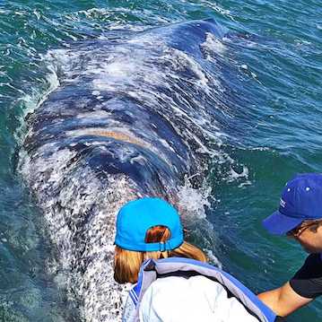 huge gray whale back people touching nautistyles