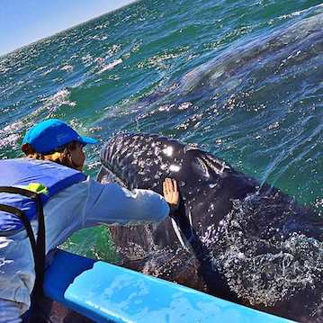 touch a whale in mexico baja best whale watching in the world happy girl nautistyles