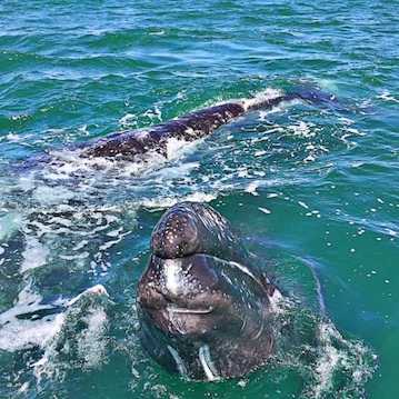 baby gray whale at san ignacio lagoon nautistyles