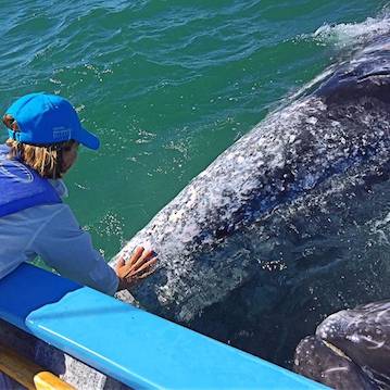 nautistyles petting gray whale in mexico