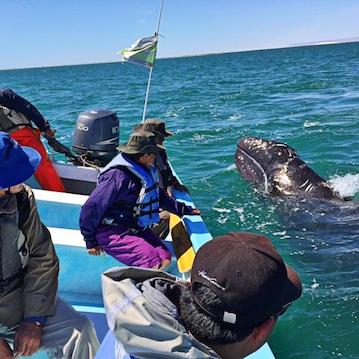 baby gray whale watching mexico nautistyles