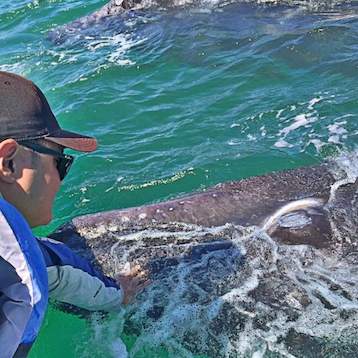 man touching a baby gray whale in san ignacio lagoon