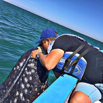 man kissing a baby whale in san ignacio lagoon nautistyles