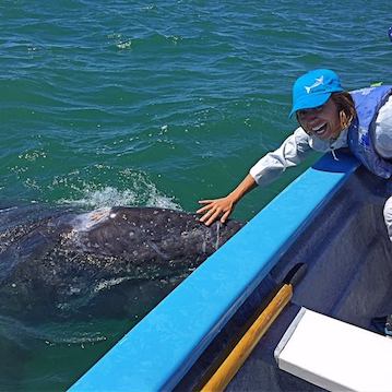 nautistyles touching a whale in san ignacio lagoon