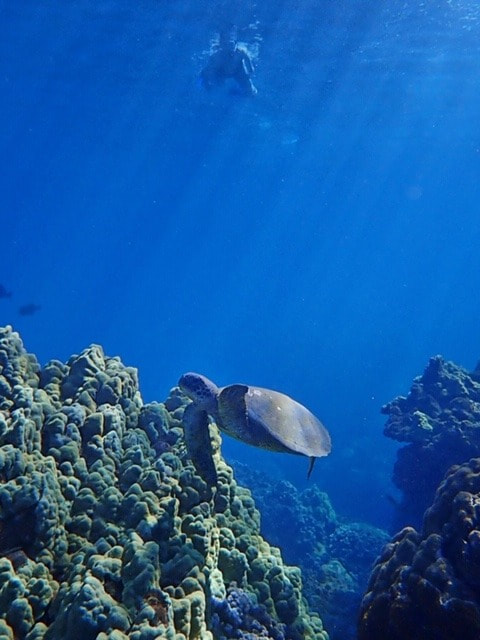 Maui Kayak ADventures Nautistyles Turtle Hawaii snorkle