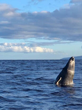 Whale watching breach nautistyles hawaii Maui 